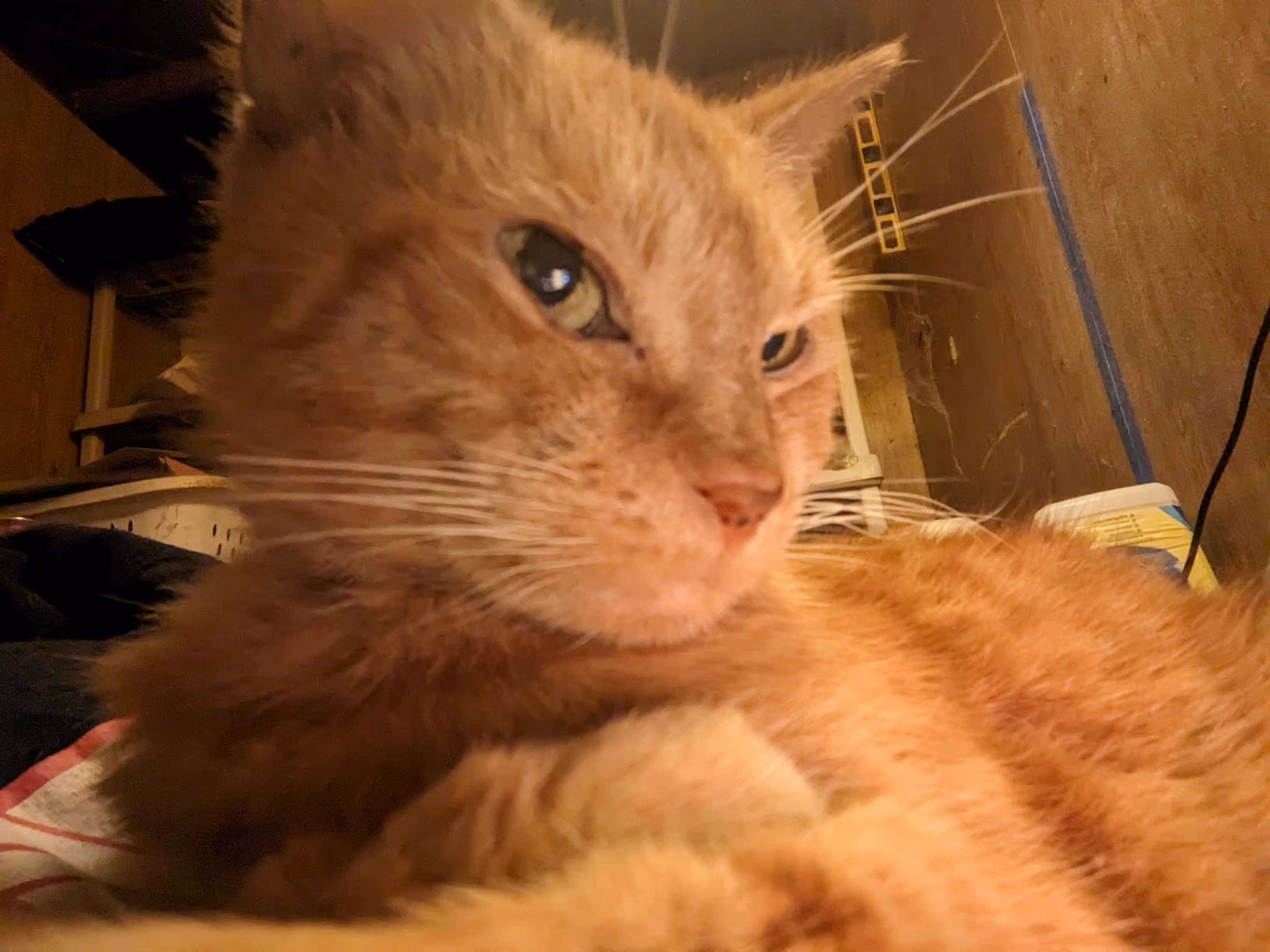 A close up of an orange tabby sitting on a chest