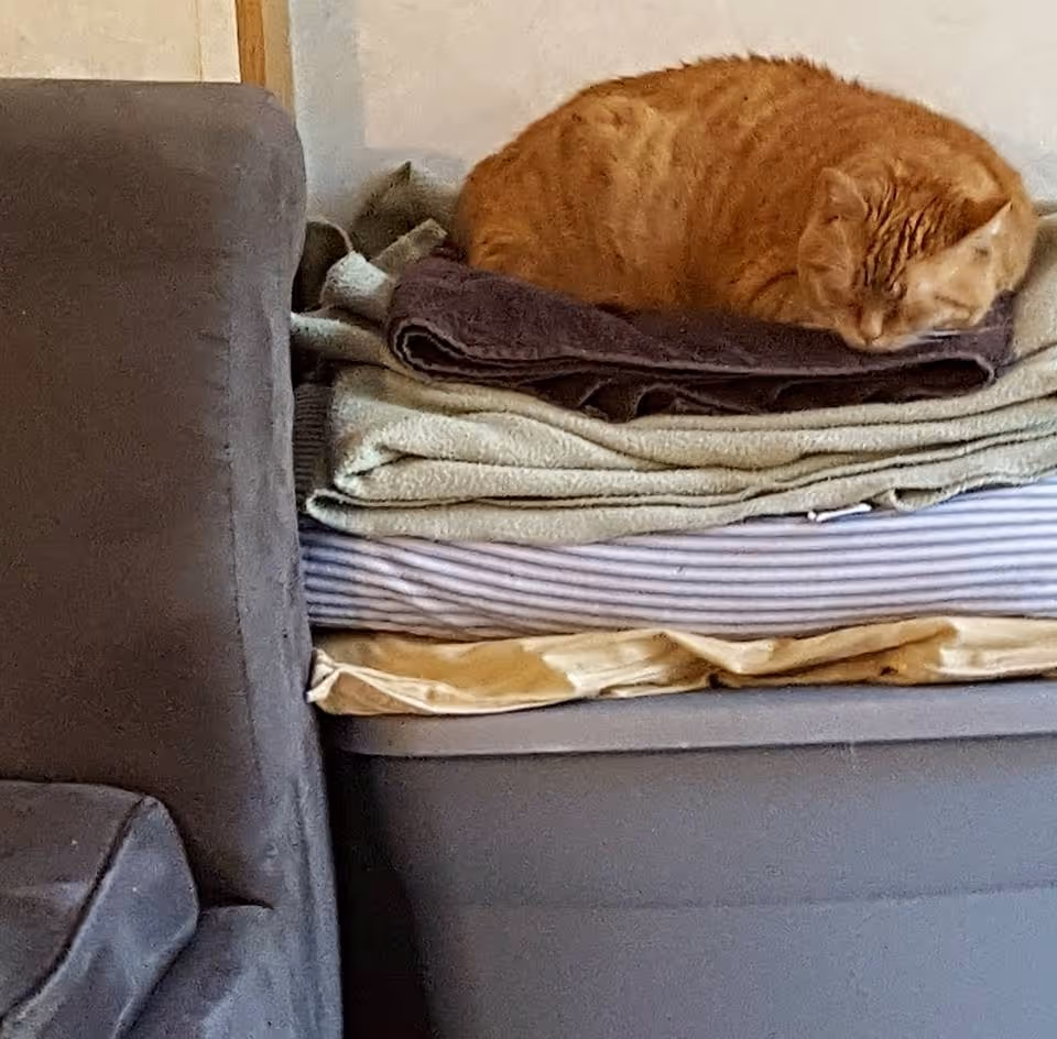 An orange taby atop a pile of towels.