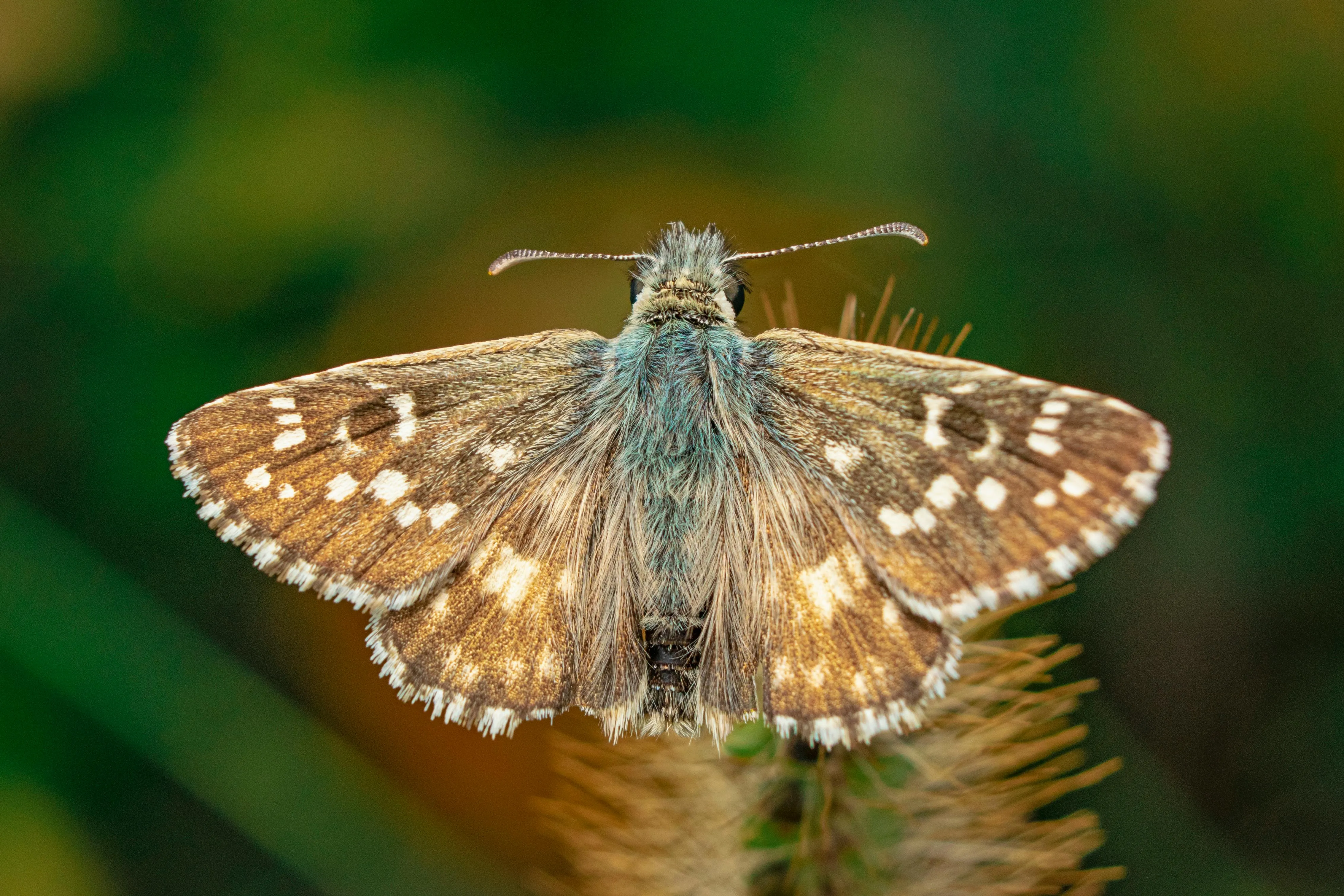 Image of a brown moth with lighter spots on a plant